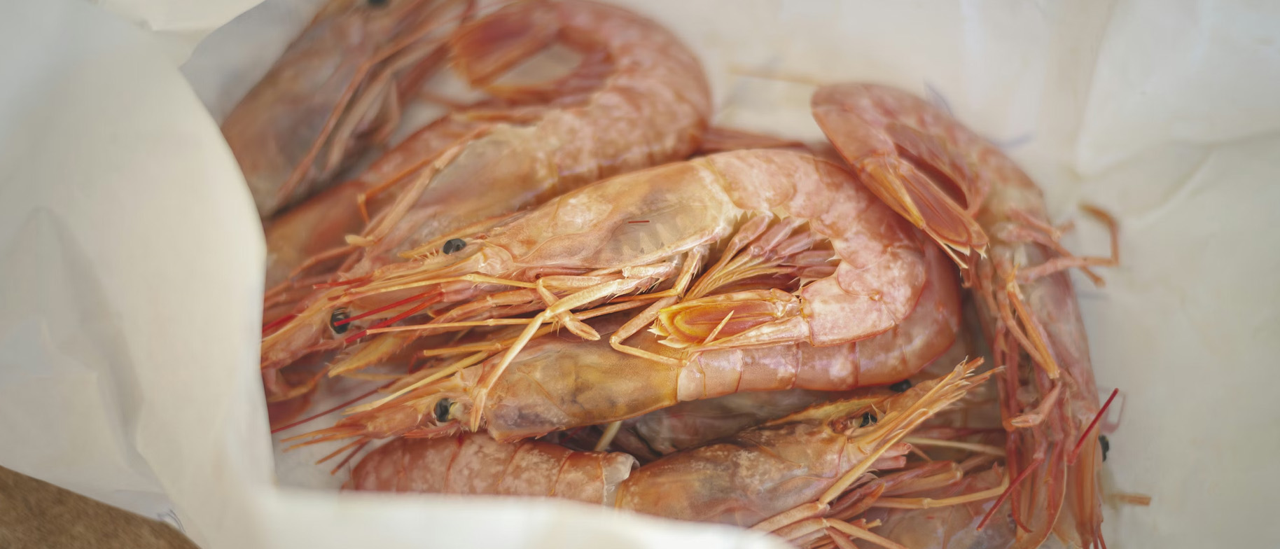 CHITOSAN A JAK SE VYRÁBÍ